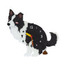 Black and White Border Collie
