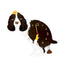 Brown Springer Spaniel