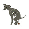 Gray Greyhound